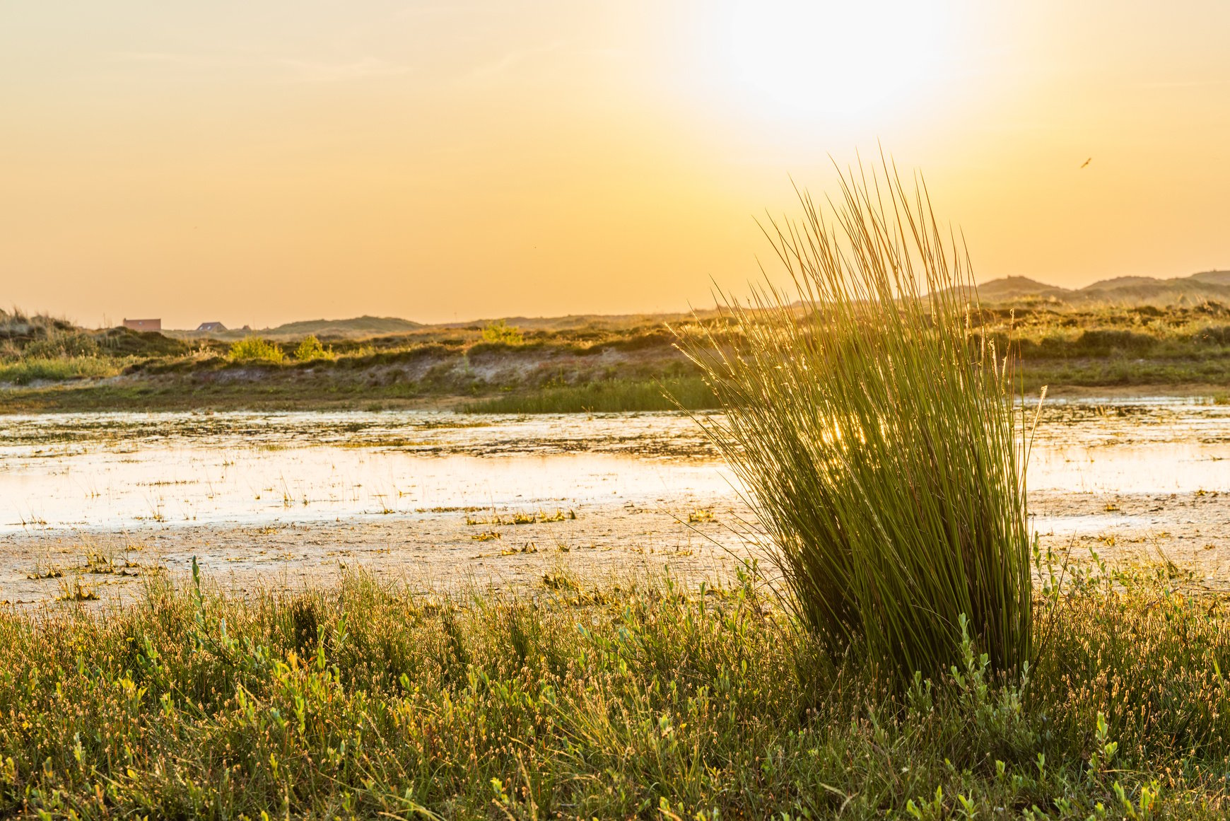 Landscape Terschelling the Netherlands